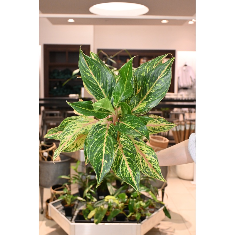 Aglaonema Sparkling Splash|6″
