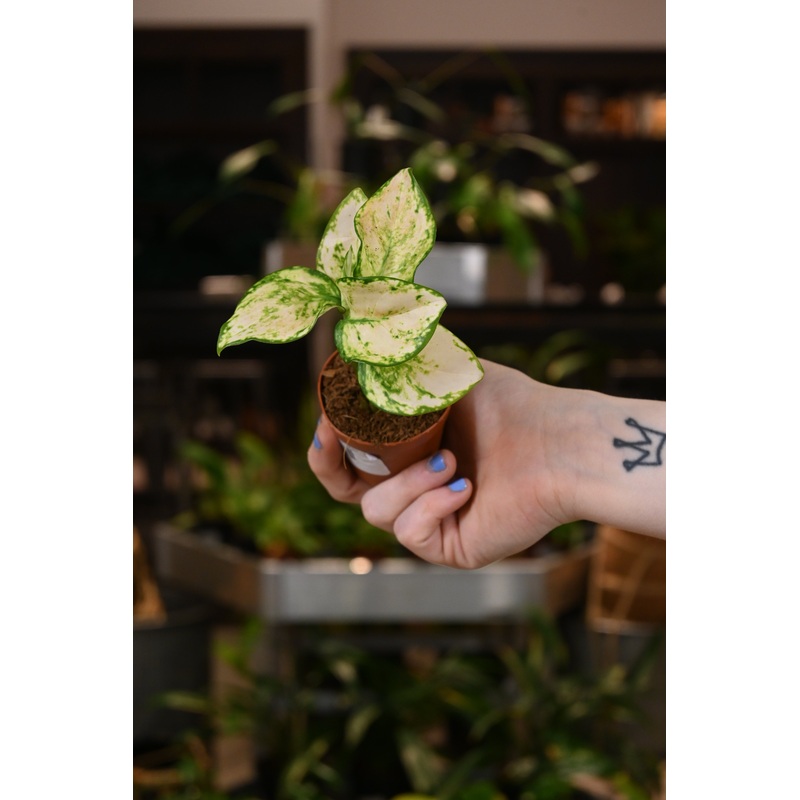 Aglaonema Super White|2″