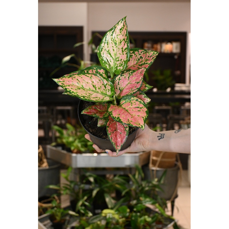 Aglaonema Very Red|6″