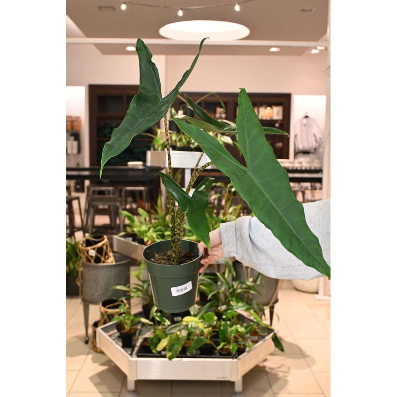 Alocasia Tigrina Superba|6″