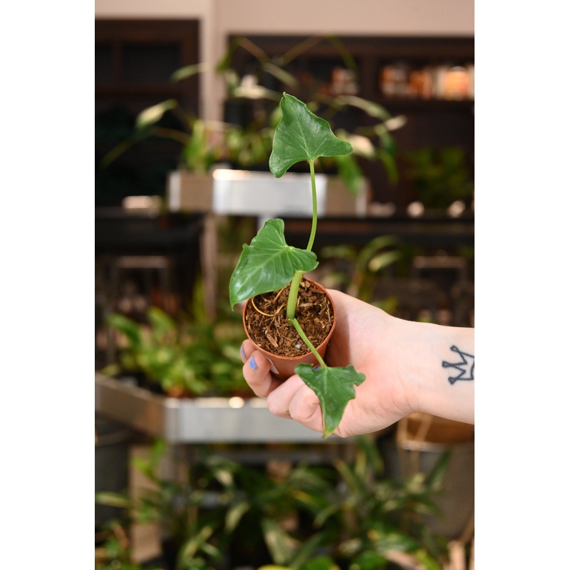 Alocasia Triangularis|2″