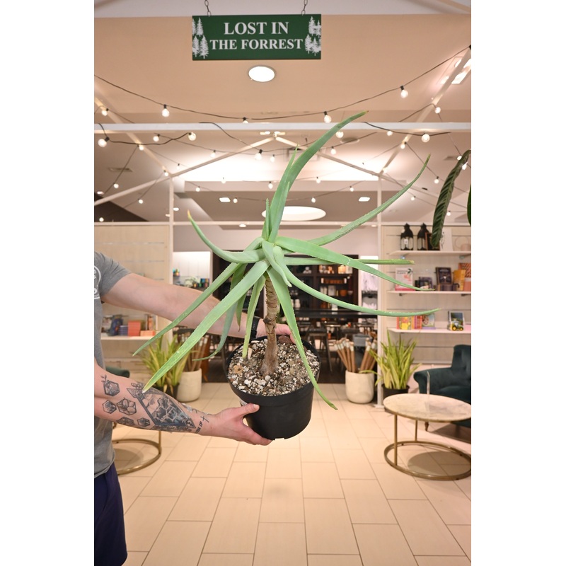 Aloe Speciosa *No Shipping*|10″