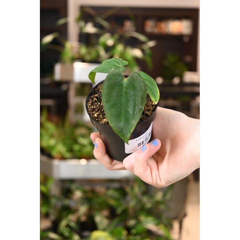 Anthurium Antolakii (BVEP) Mushroom X Papillilaminum Wormtail