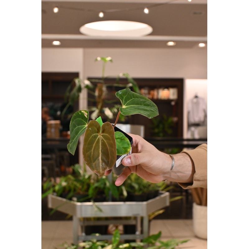 Anthurium Carlablackiae x Papillilaminum