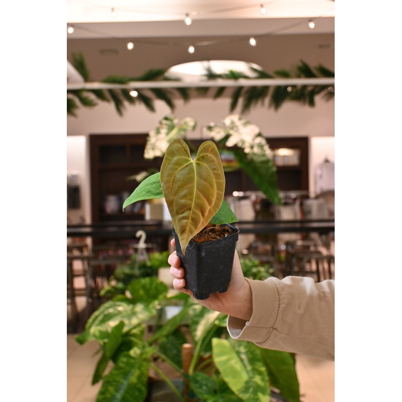 Anthurium Papillilaminum Voldemort x Wu 1