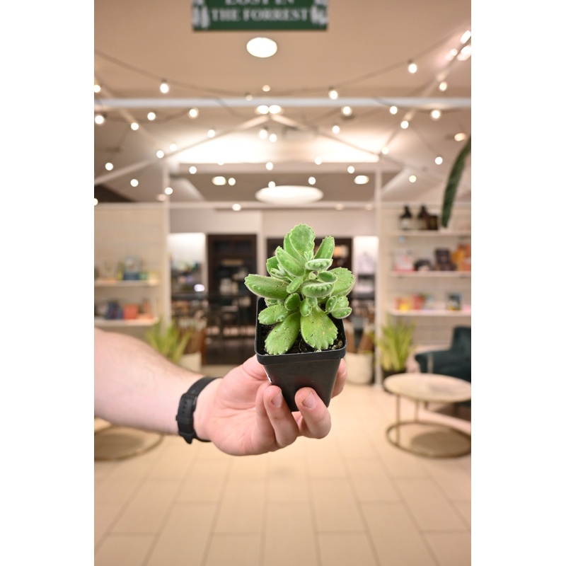 Bear Paw Succulent|2.5″