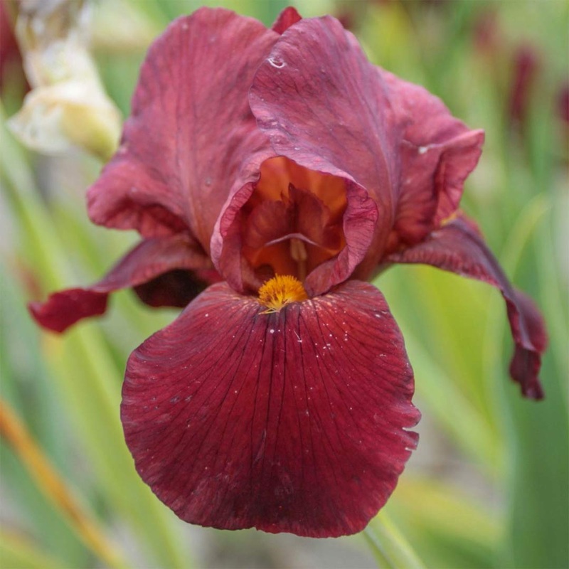 Iris ‘Quechee’|2 litre