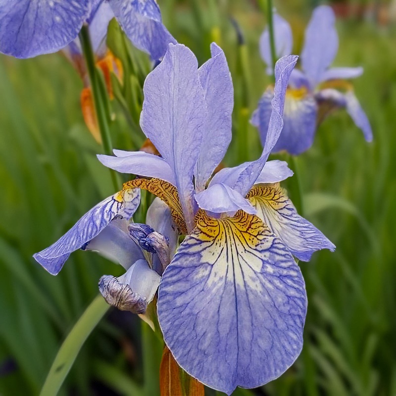 Iris sibirica ‘Papillon’|2 litre