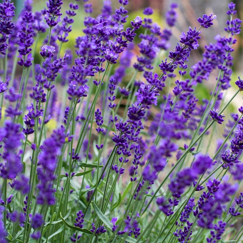 Lavandula angustifolia ‘Hidcote’