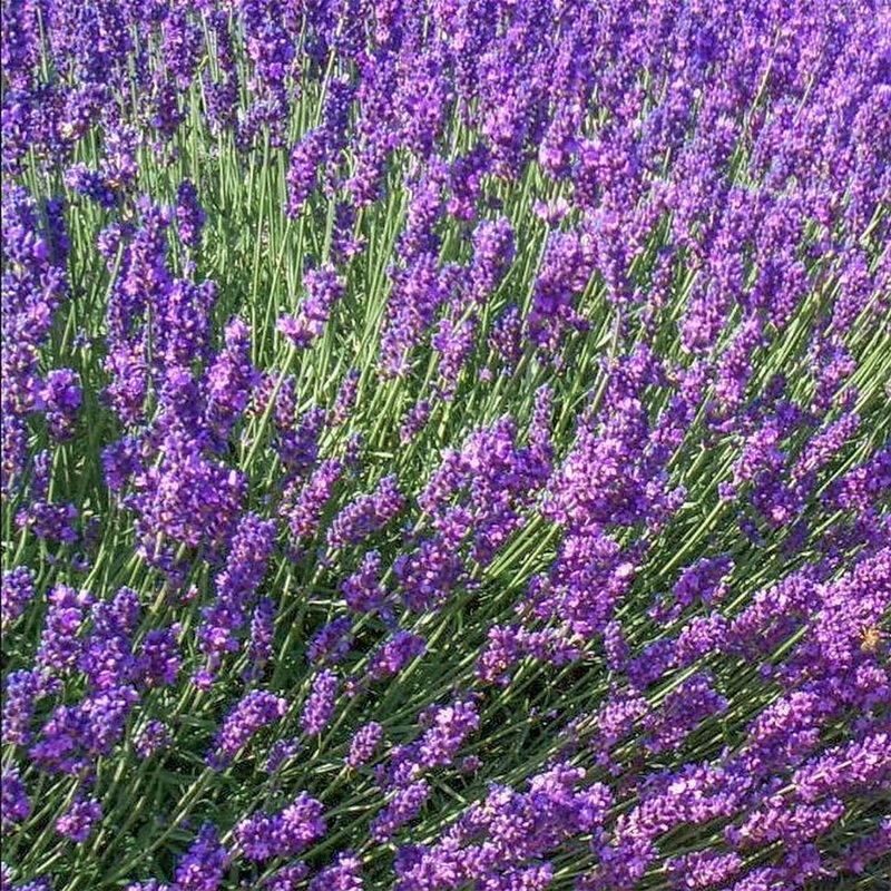 Lavandula angustifolia ‘Imperial Gem’