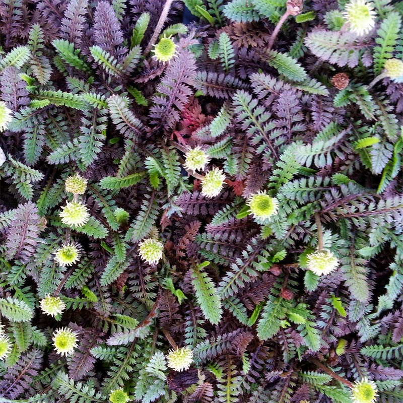 Leptinella squalida ‘Platt’s Black’