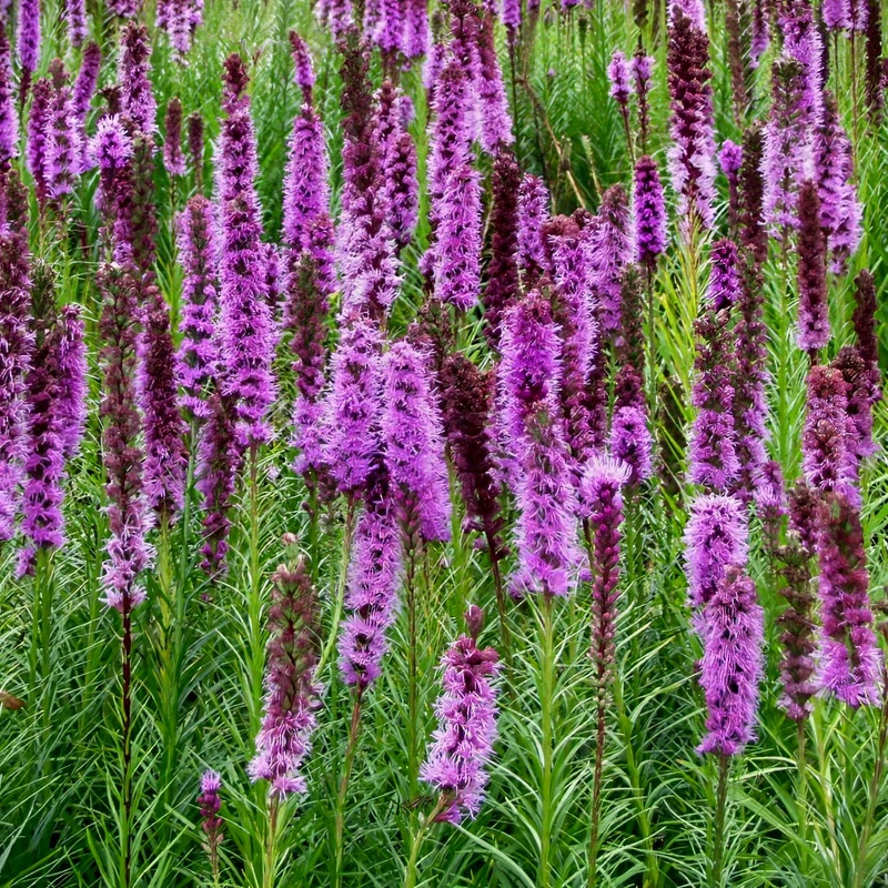 Liatris spicata ‘Floristan Violett’