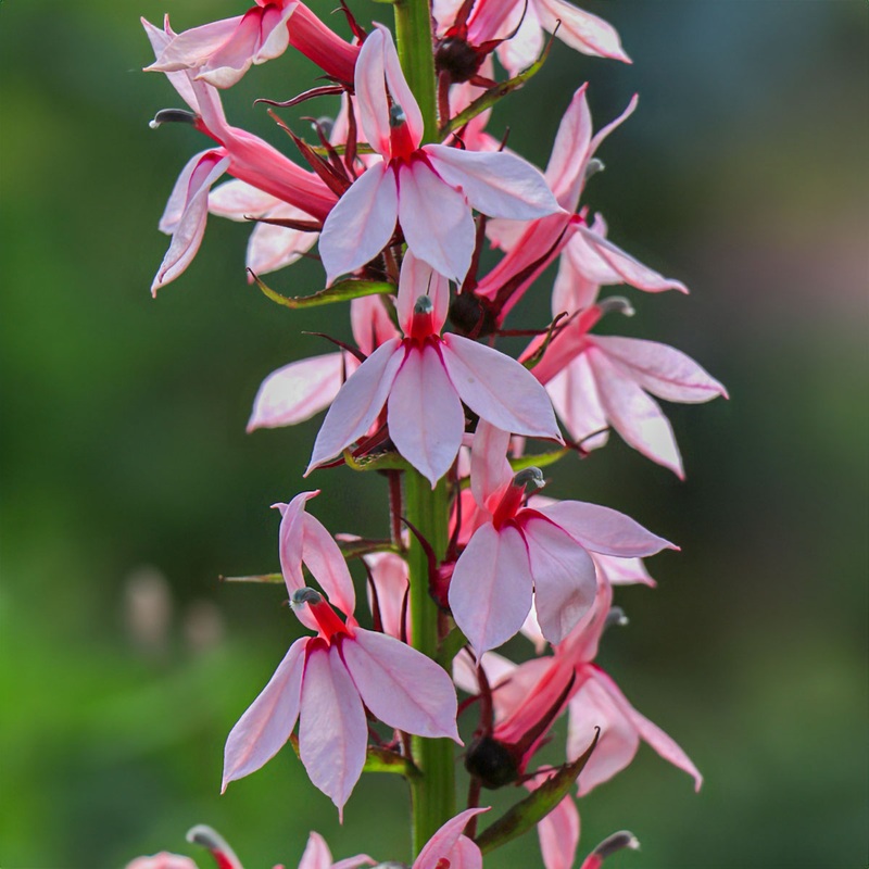 Lobelia ‘Compton Pink’|9cm
