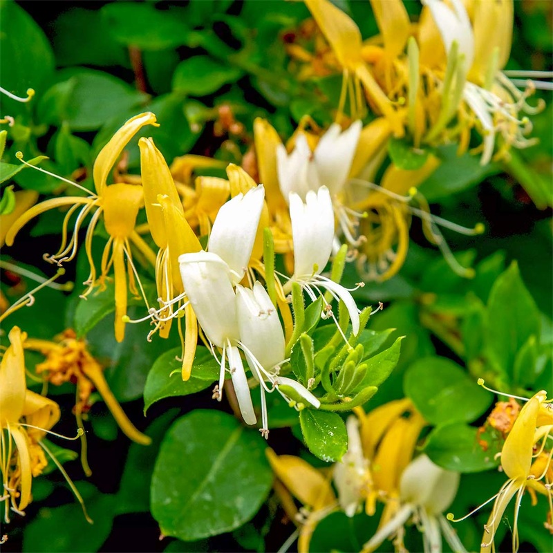 Lonicera japonica ‘Halliana’|3 litre