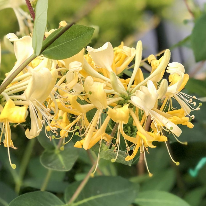 Lonicera periclymenum ‘Scentsation’
