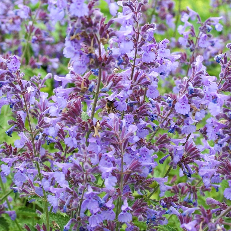 Nepeta x faassenii|9cm
