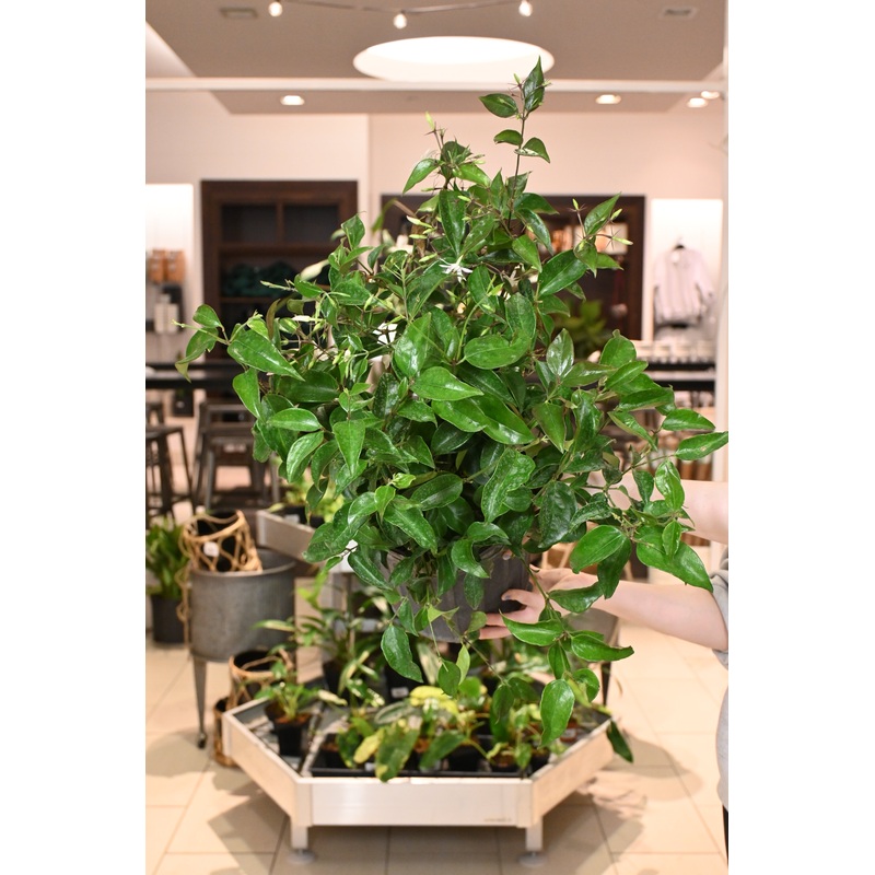Nitidum Jasmine Star|10″ *No Shipping*