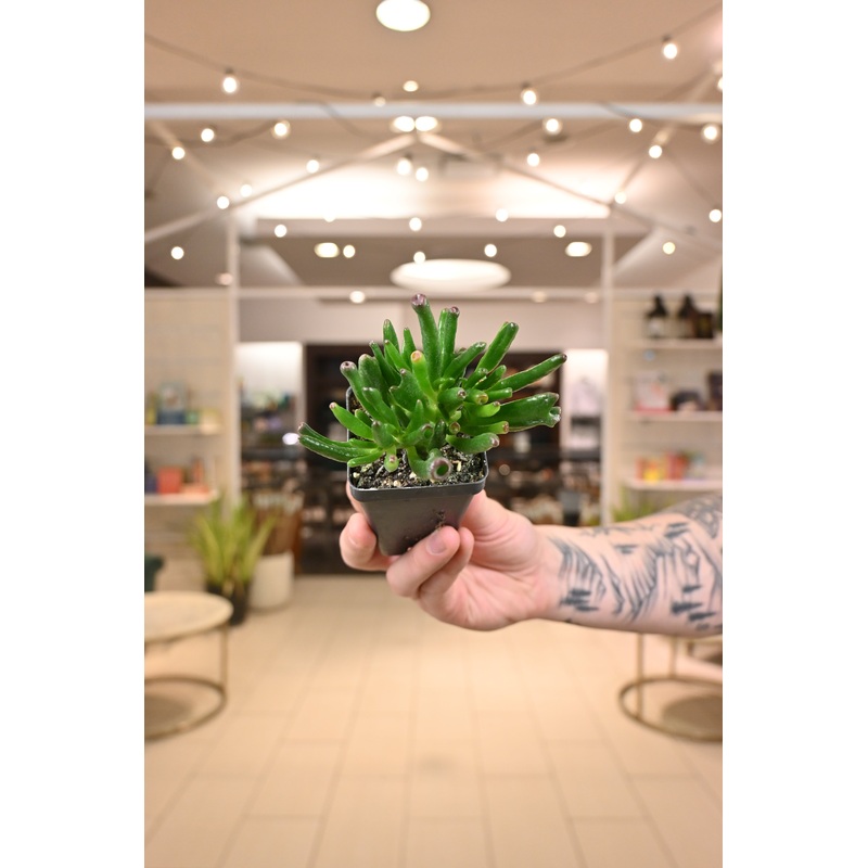 Ogre Ears Crassula|2.5″