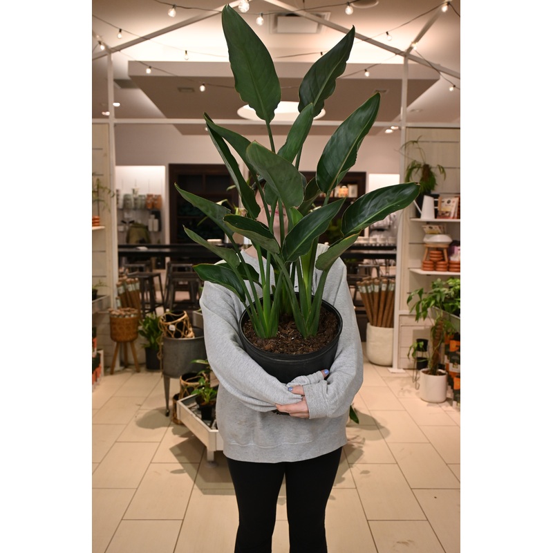 Orange Bird of Paradise|10″ (no shipping)