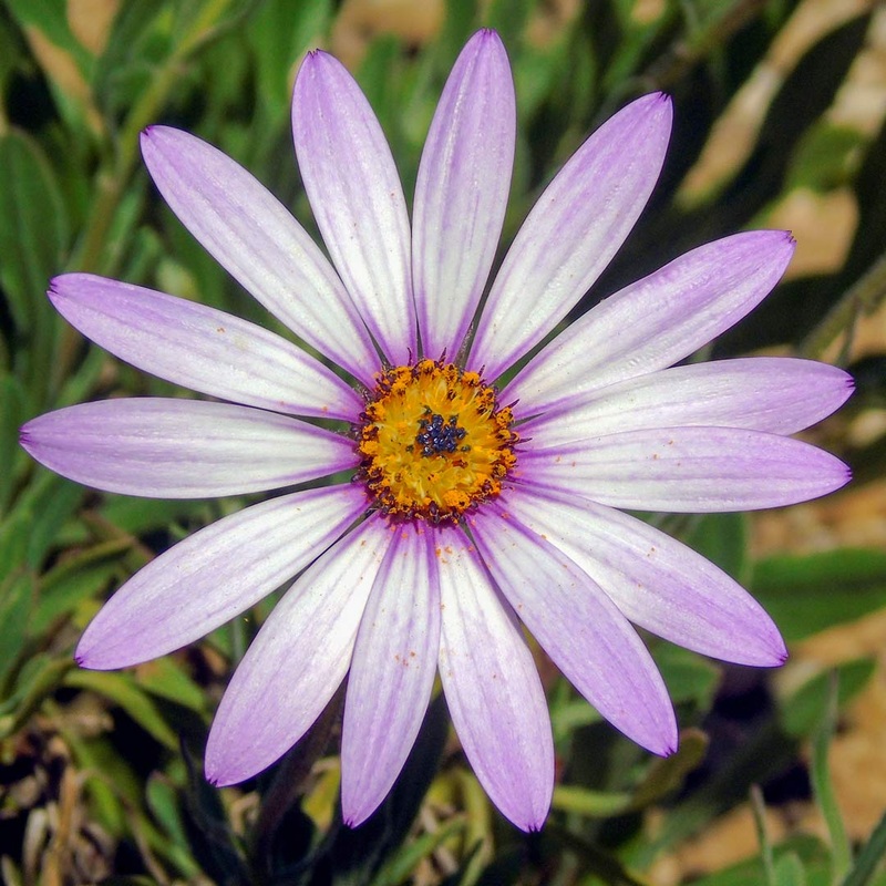 Osteospermum ‘Lady Leitrim’|12cm