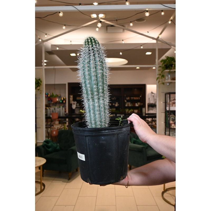 Pachycereus Pringlei *No Shipping*