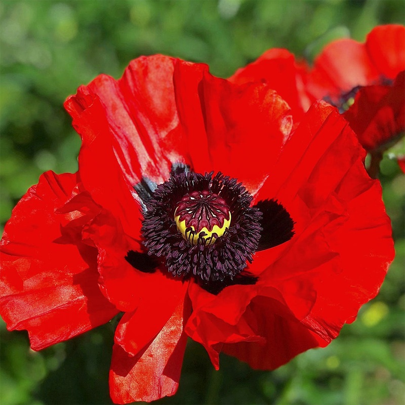 Papaver orientale ‘Beauty of Livermere’