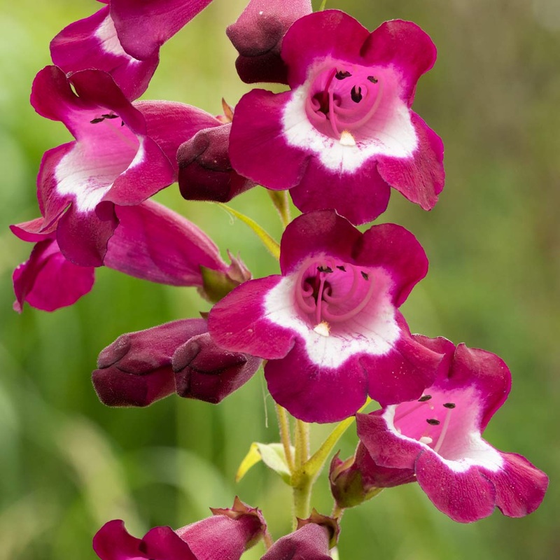 Penstemon ‘Charles Rudd’|9cm|2 litre