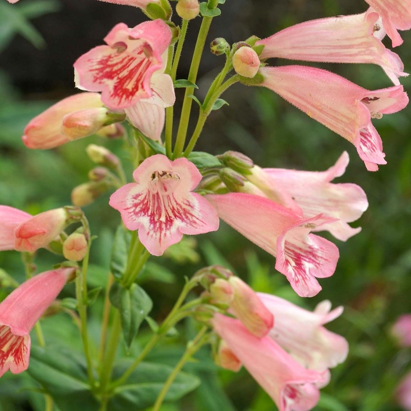 Penstemon ‘Hewell’s Pink Bedder’
