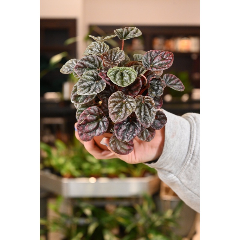 Peperomia Luna Red|4″