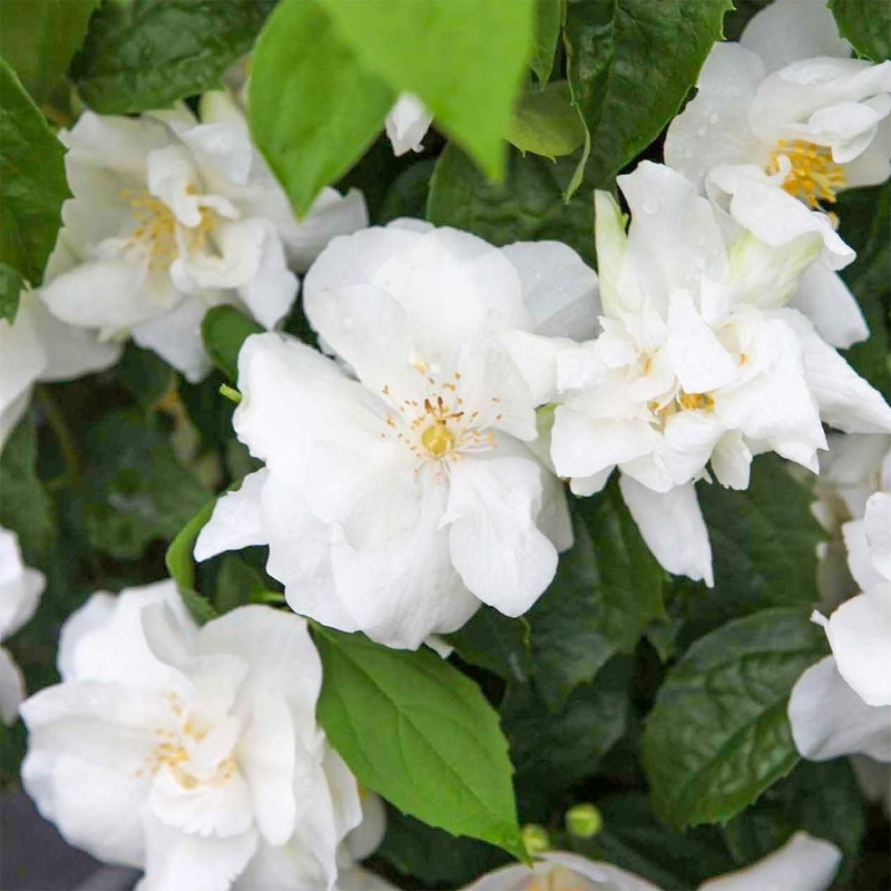 Philadelphus ‘Natchez’|2 litre
