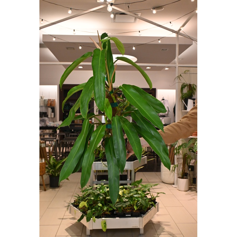 Philodendron Bonifaziae|6″ (no shipping)