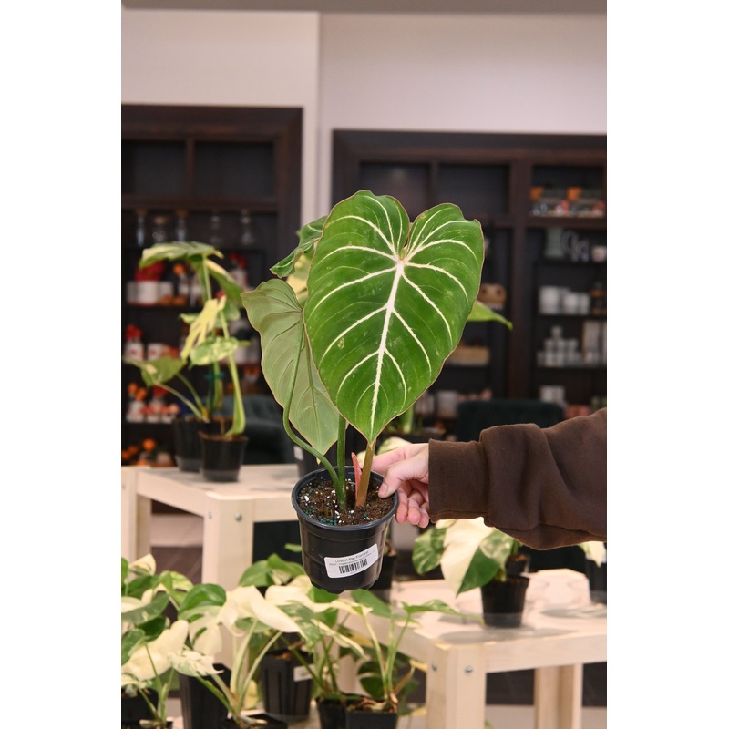 Philodendron Gloriosum Zebra|4″