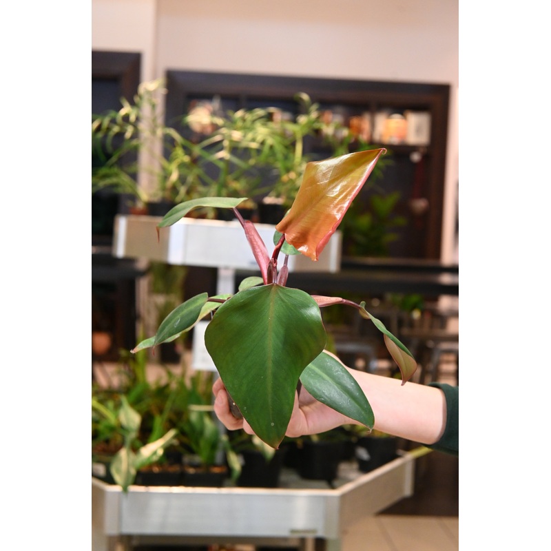 Philodendron Reverted Strawberry Shake