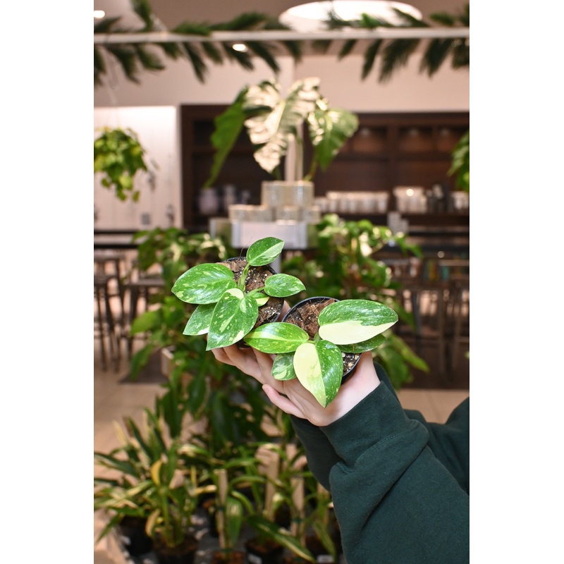 Philodendron Texas Jose Buono|3″