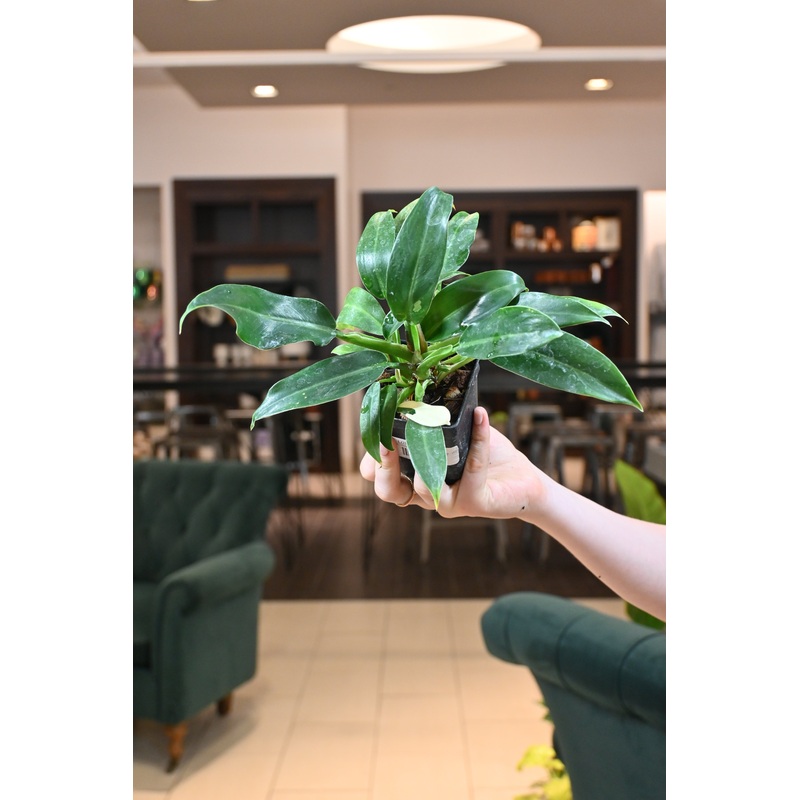 Philodendron Wend Imbe Variegated