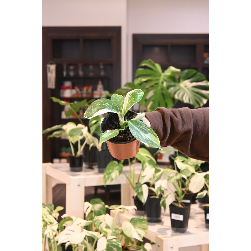Philodendron White Wizard|4″