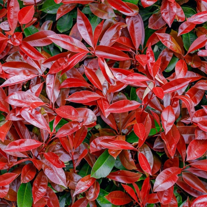 Photinia x fraseri ‘Little Red Devil’