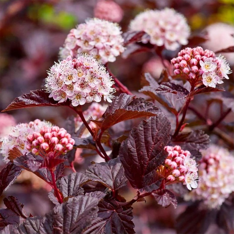 Physocarpus opulifolius ‘Lady in Red’