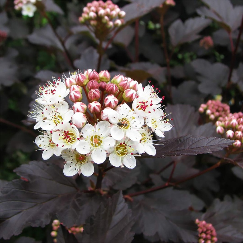 Physocarpus opulifolius ‘Midnight’