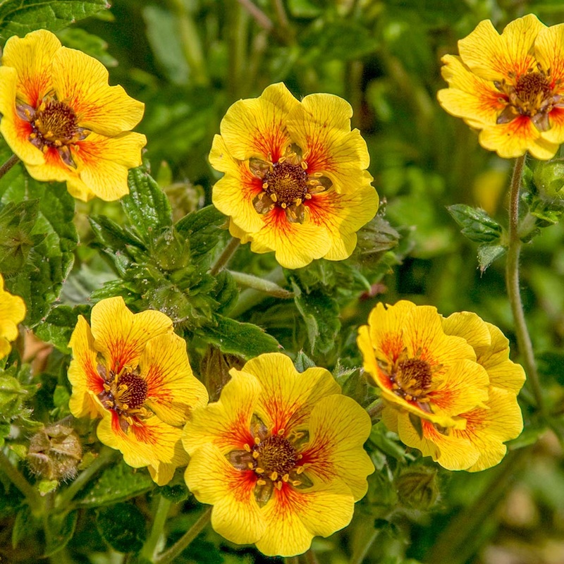 Potentilla ‘Esta Ann’|2 litre