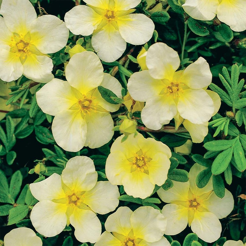 Potentilla fruticosa ‘Limelight’