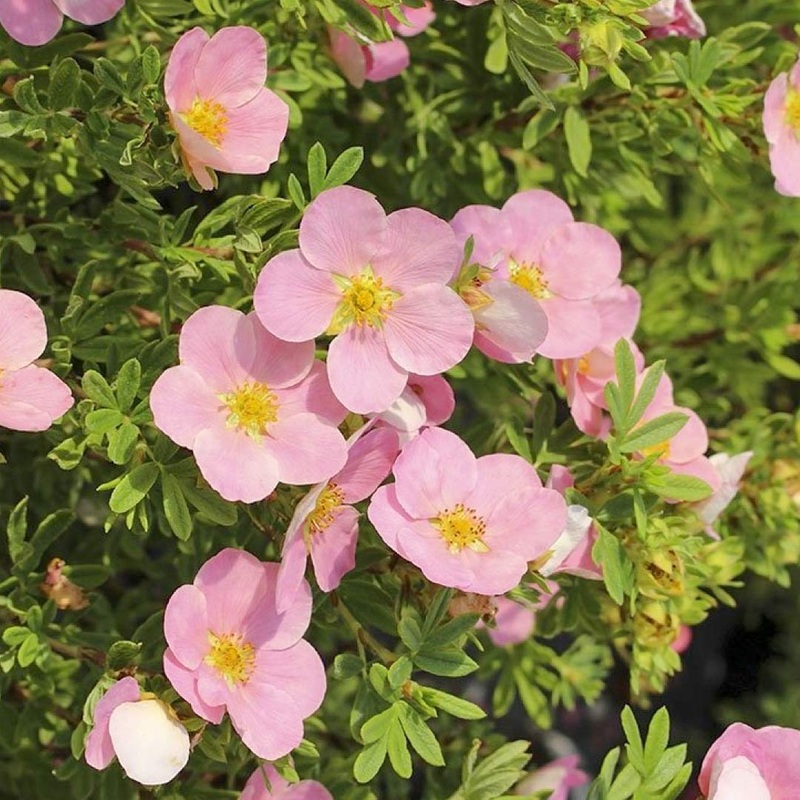Potentilla fruticosa ‘Lovely Pink’
