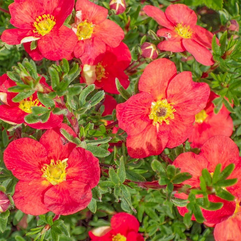 Potentilla fruticosa ‘Red Robin’