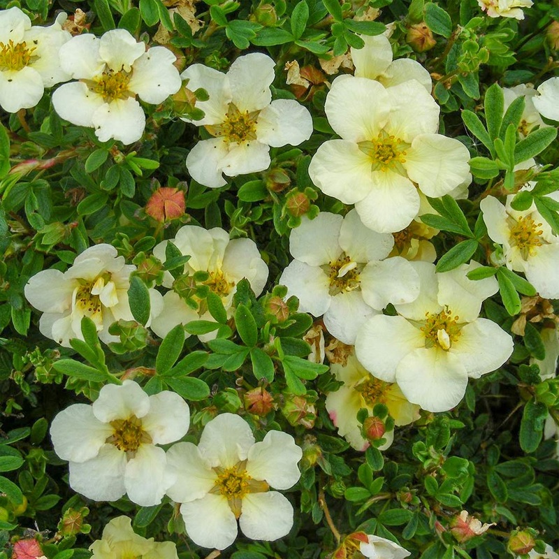 Potentilla fruticosa ‘Summer Sorbet’
