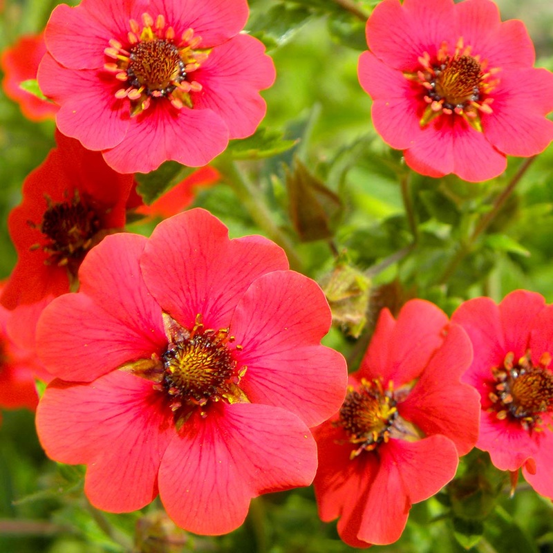 Potentilla ‘Gibson’s Scarlet’|9cm|2 litre