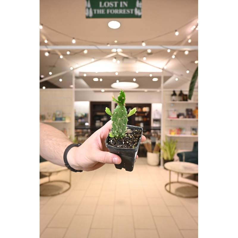 Prickly Pear Variegated|2.5″