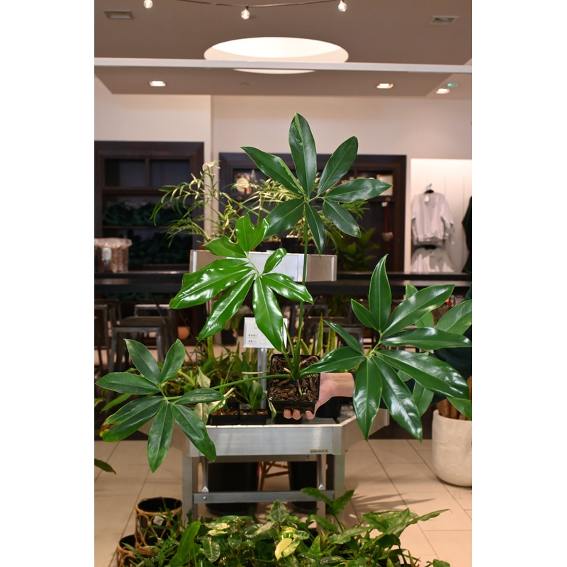 Reverted Philodendron Goeldii Variegated