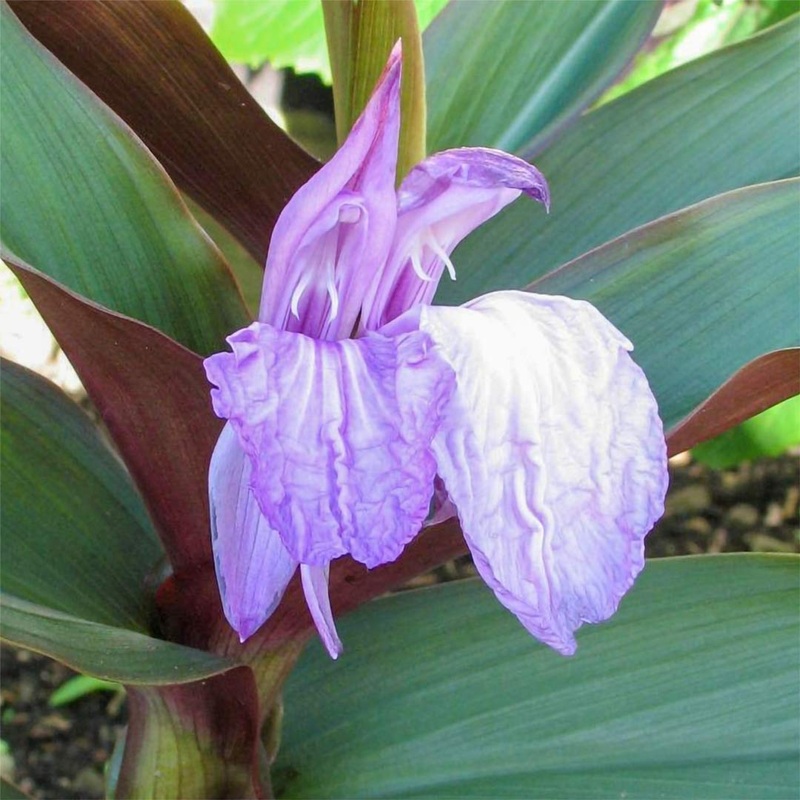 Roscoea purpurea ‘Brown Peacock’