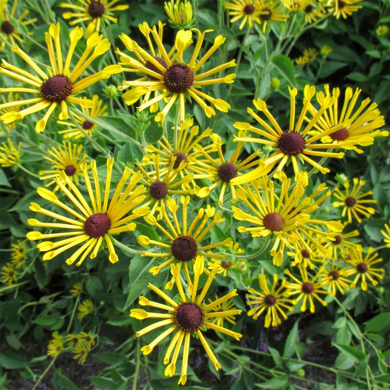 Rudbeckia subtomentosa ‘Little Henry’