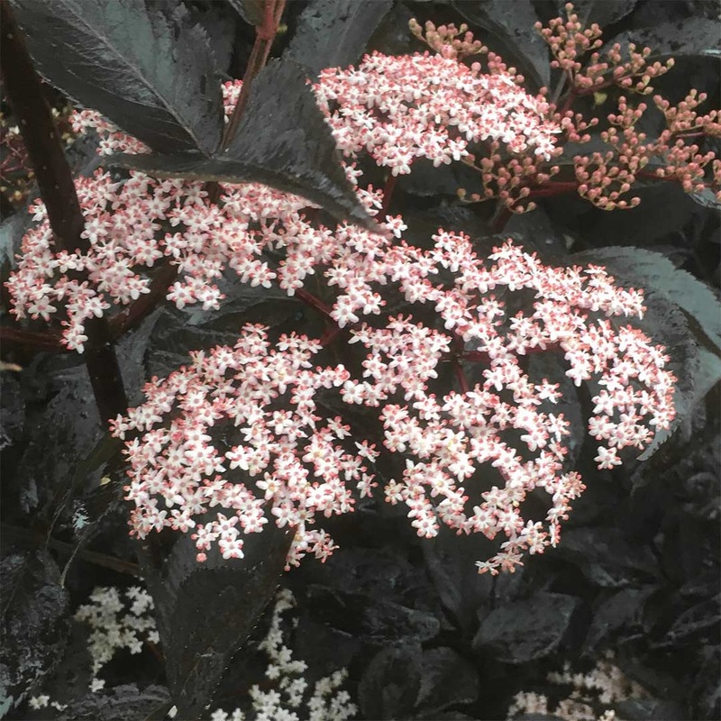 Sambucus nigra ‘Black Beauty’|3 litre